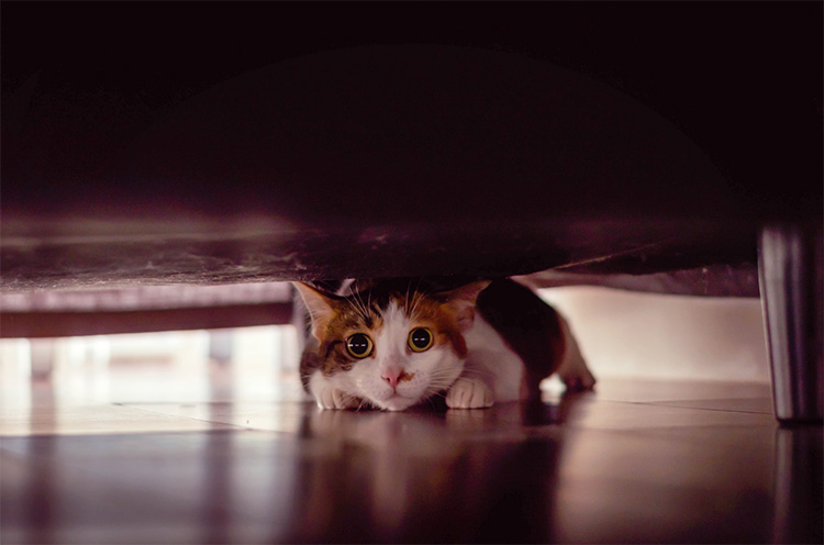 Nervous cats Bath Cats Dogs Home