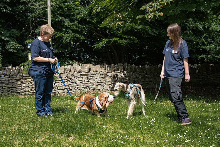 Meeting and greeting other dogs image