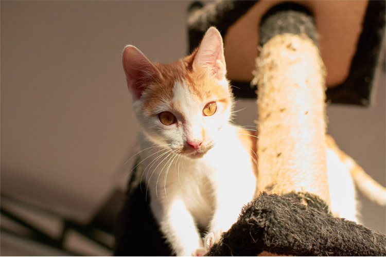 indoor space for happy cats