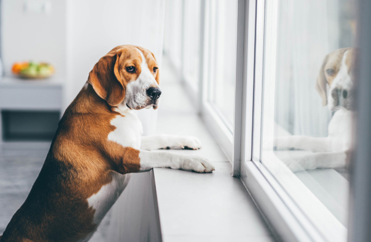 When dogs are anxious about being left alone