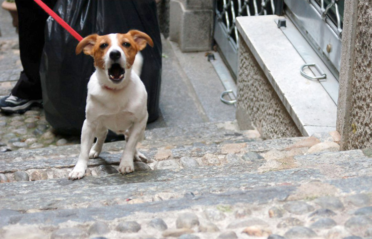 Walking with a reactive dog