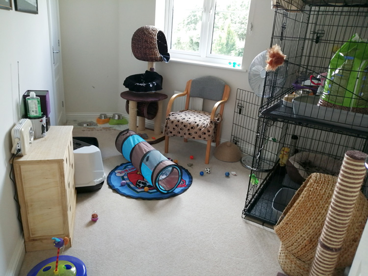 Secure room set up for cats