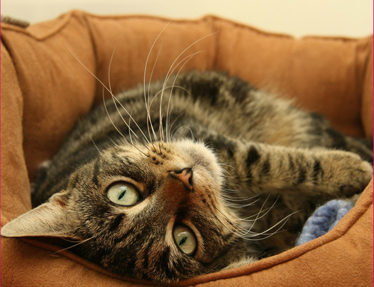 cat upside down in a cosy bed