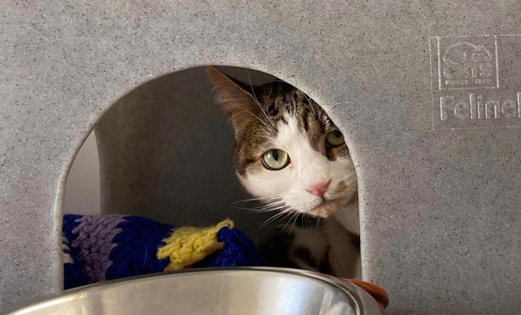 Becoming friends with a nervous cat Bath Cats Dogs Home