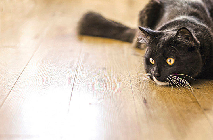 Cat playing with ready to pounce body language