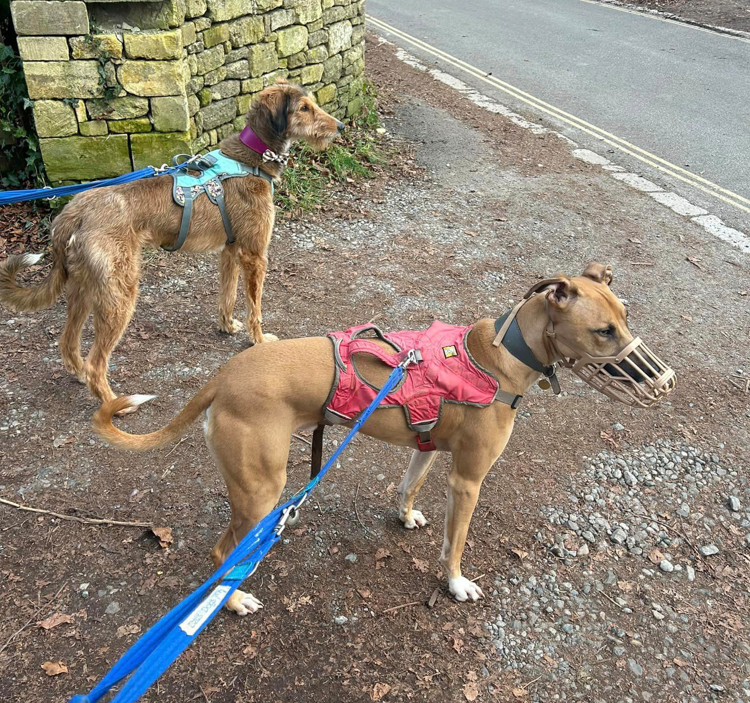 Introducing dogs with Parallel Walking