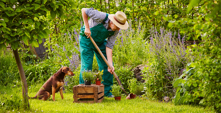 Toxic food and poisonous plants for dogs