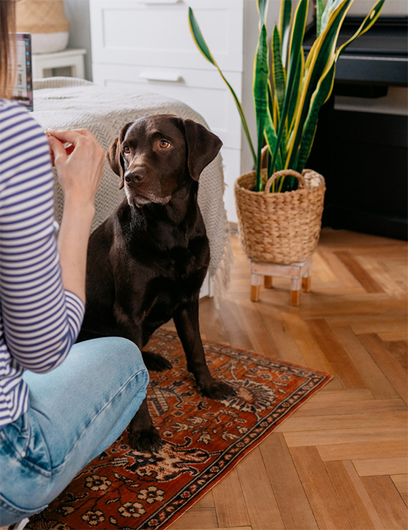 dog training indoors