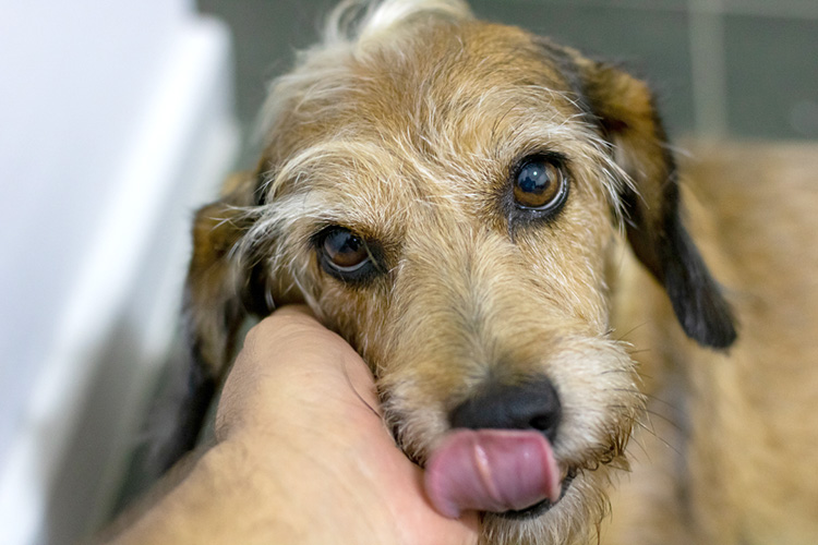 dog licking their lips_showing a calming signal