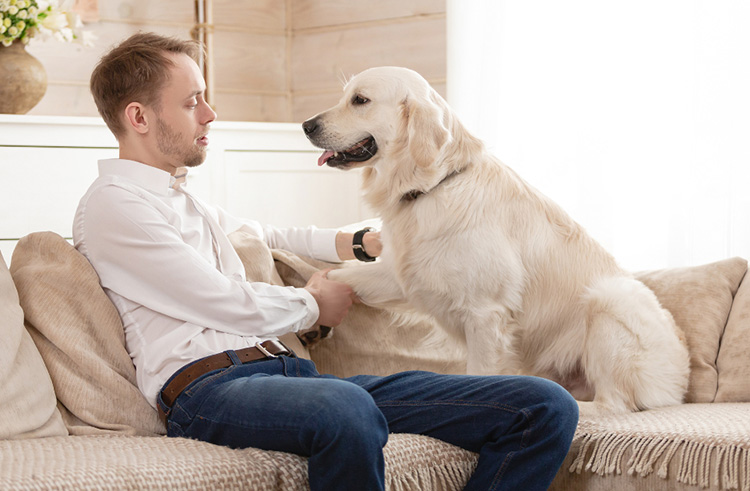 Dog on the sofa with his owner who is gently holding his leg