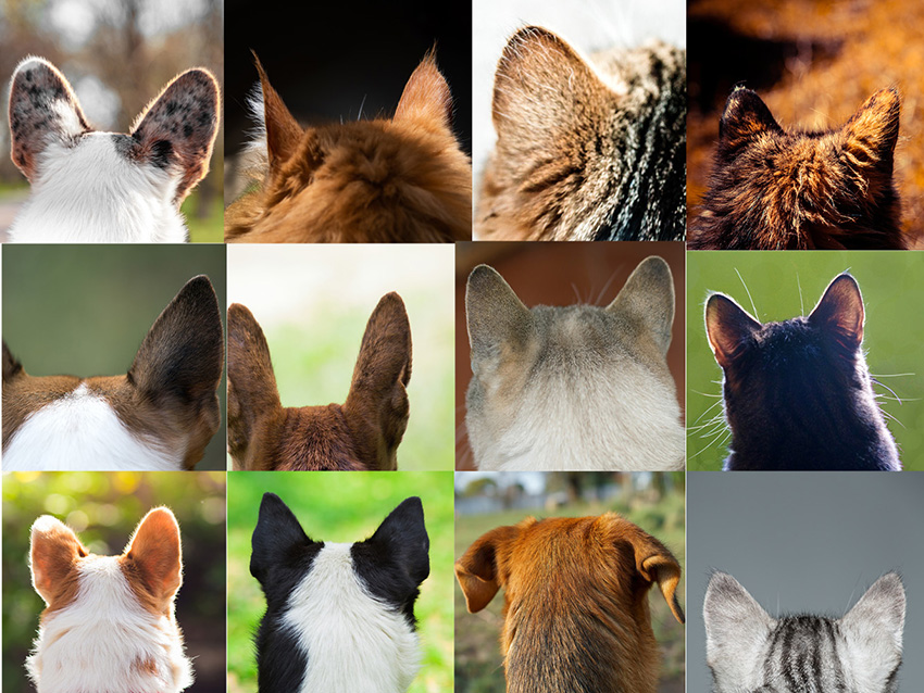 Healthy Ears Bath Cats Dogs Home