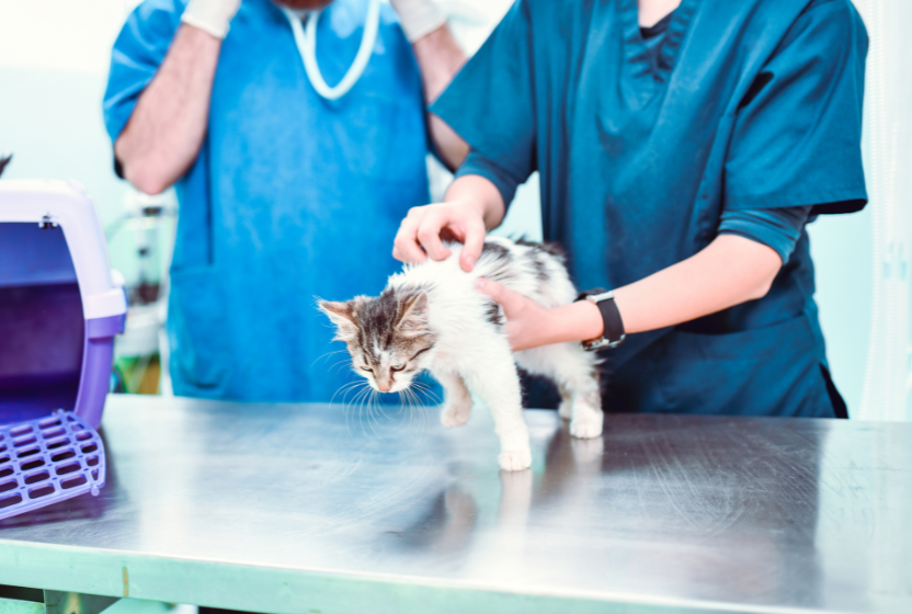 Cat vaccinations