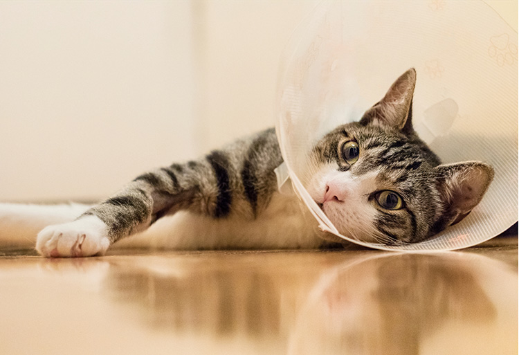 Cat with buster collar