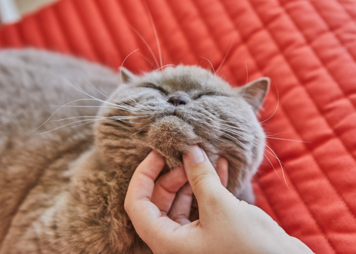 A grey cat being stroked on the chin