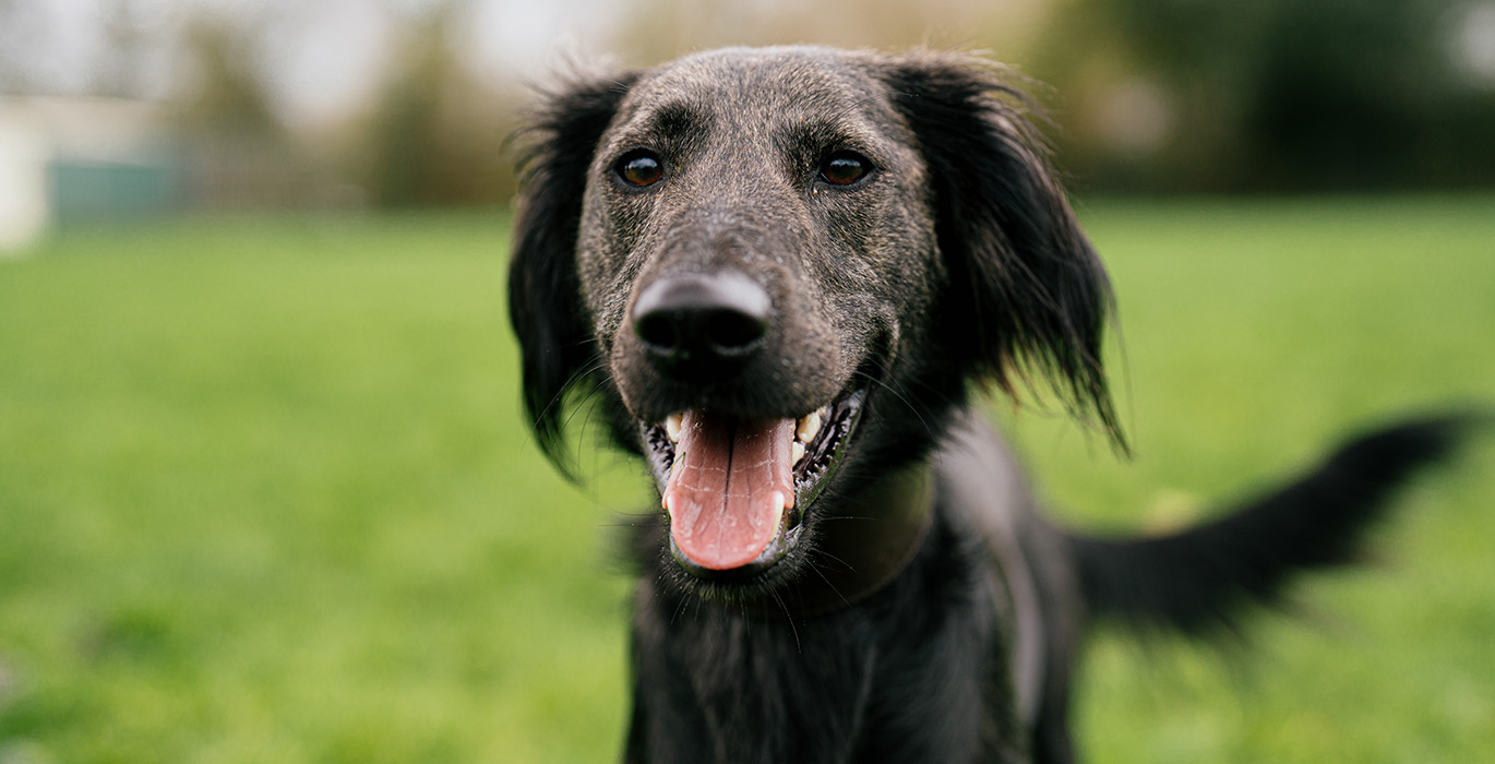 A little bit about stray lurchers
