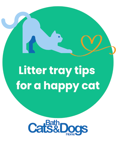 LitterTrayTips CatCare