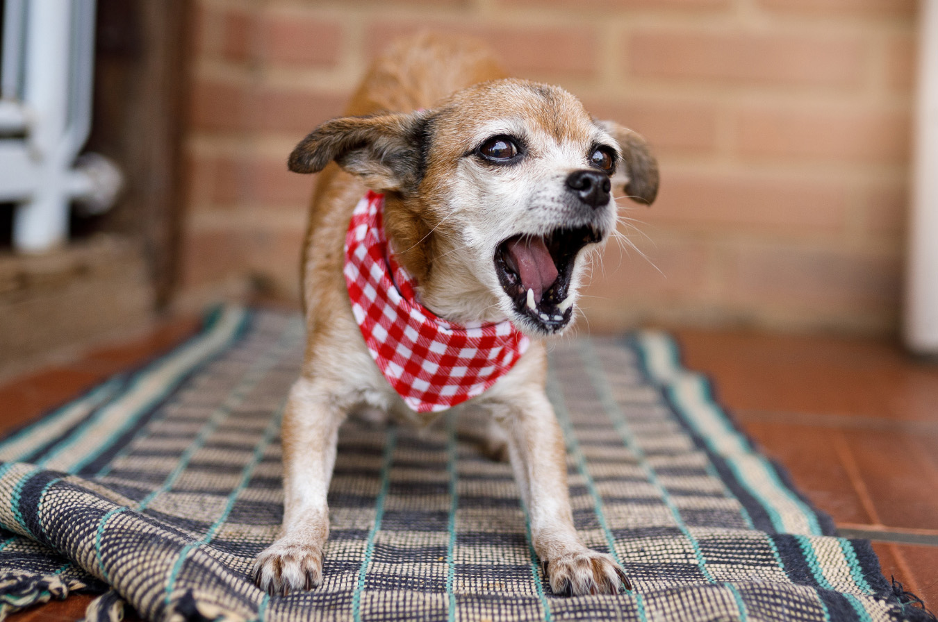 Small dog on a mat in a reactive moment, barking at something off-camera