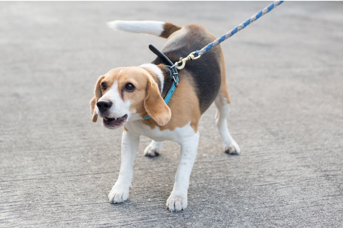 Beagle dog on lead, reacting to something off camera