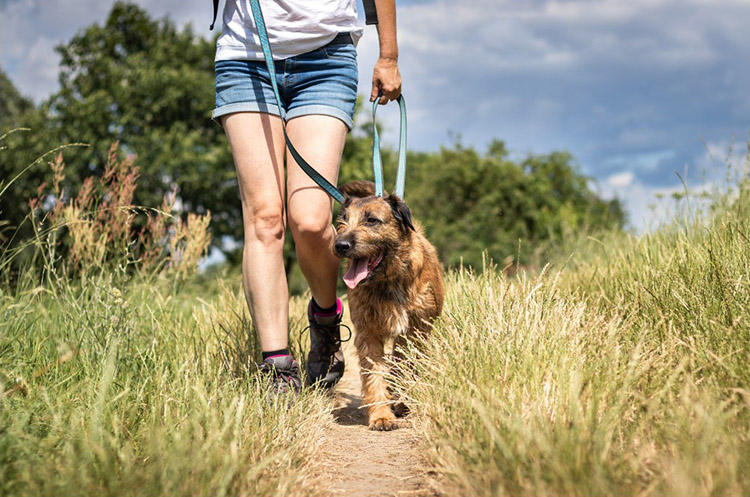 Dog and owner walking on a summer day