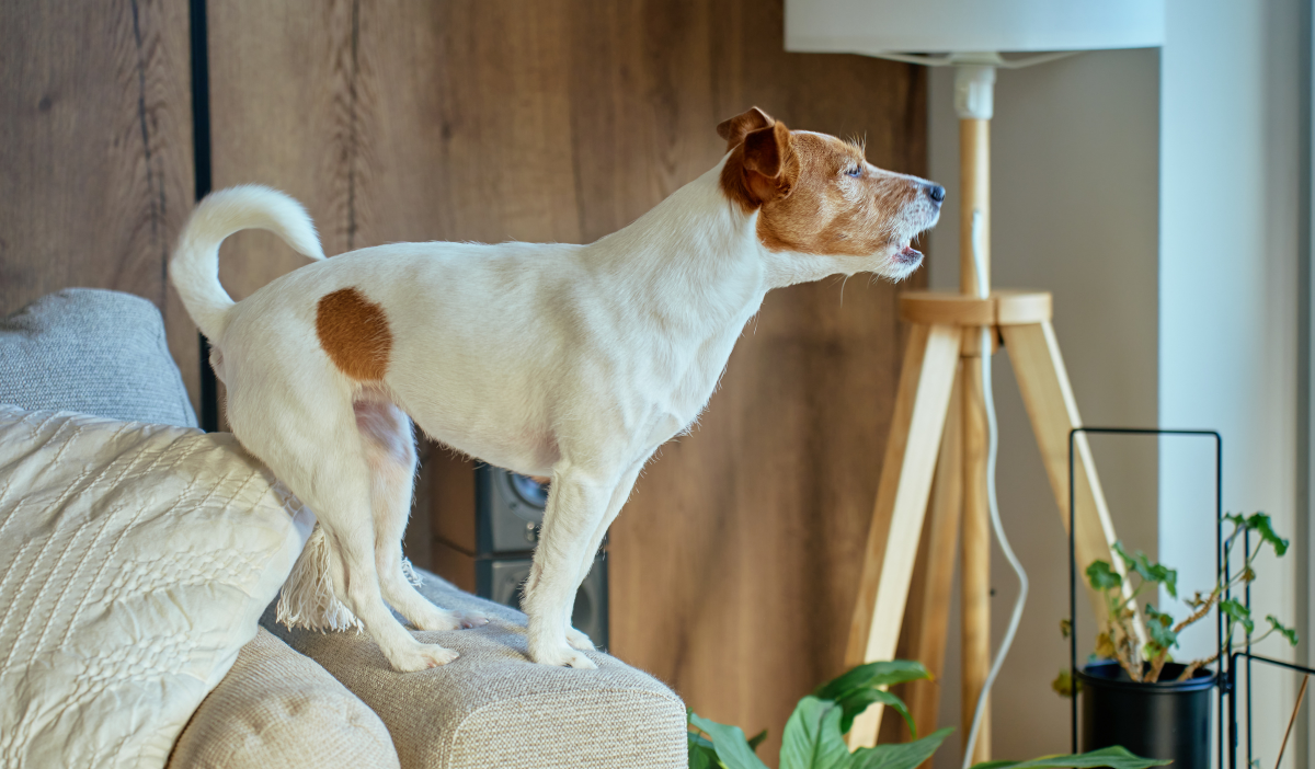 Terrier dog on the back of a sofa, barking out of the window, reactivity