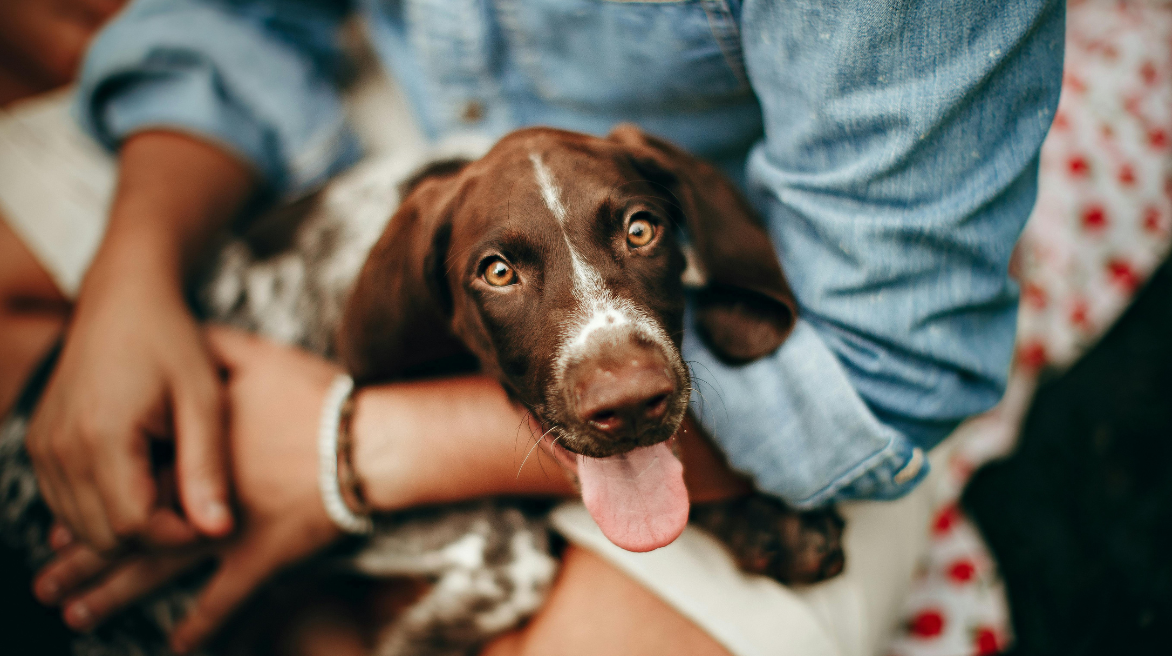 Happy spaniel on their owners lap, with tongue out perhaps after a run around in the sun
