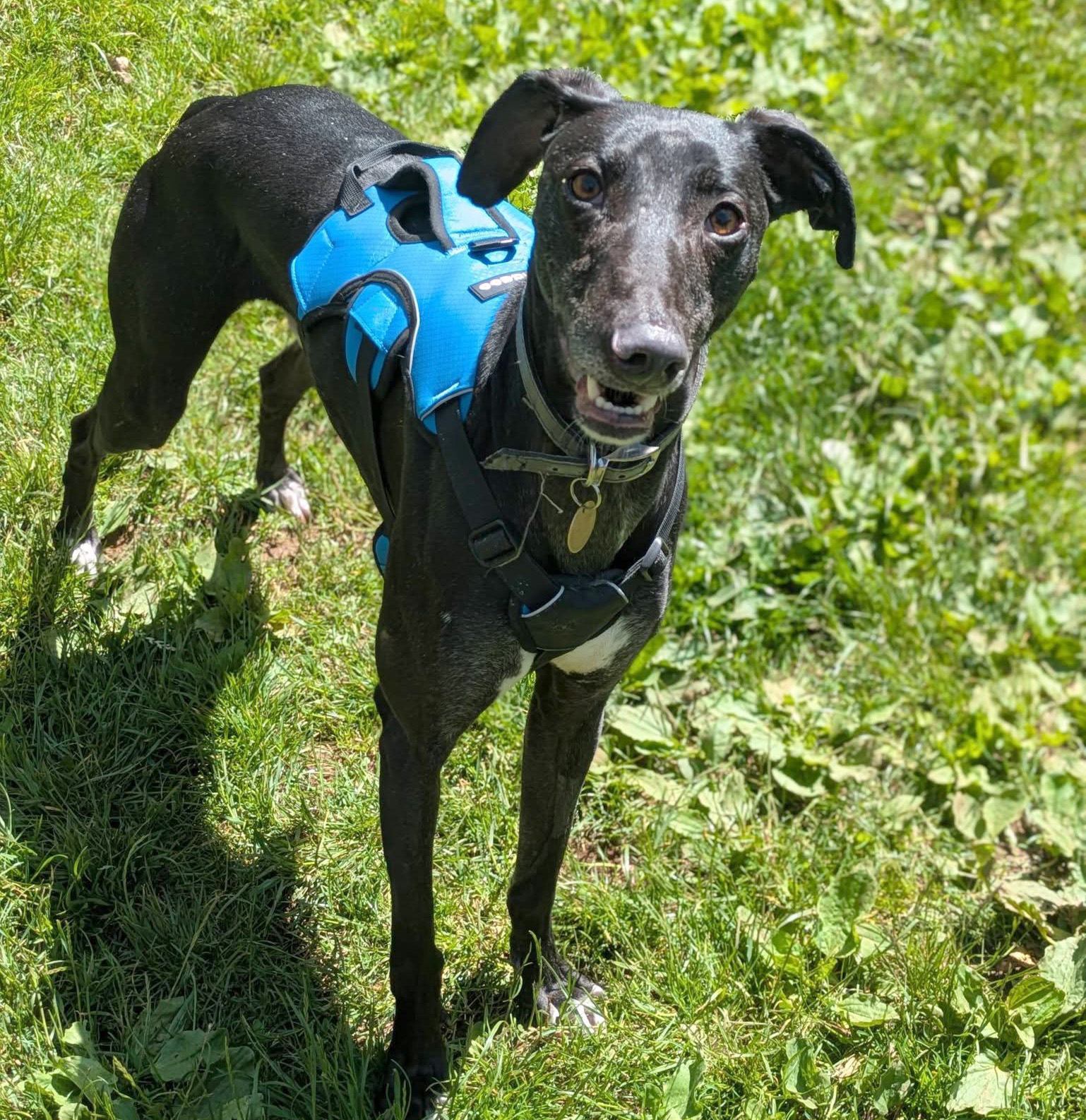 Black lurcher wearing a striking blue 3-strap harness